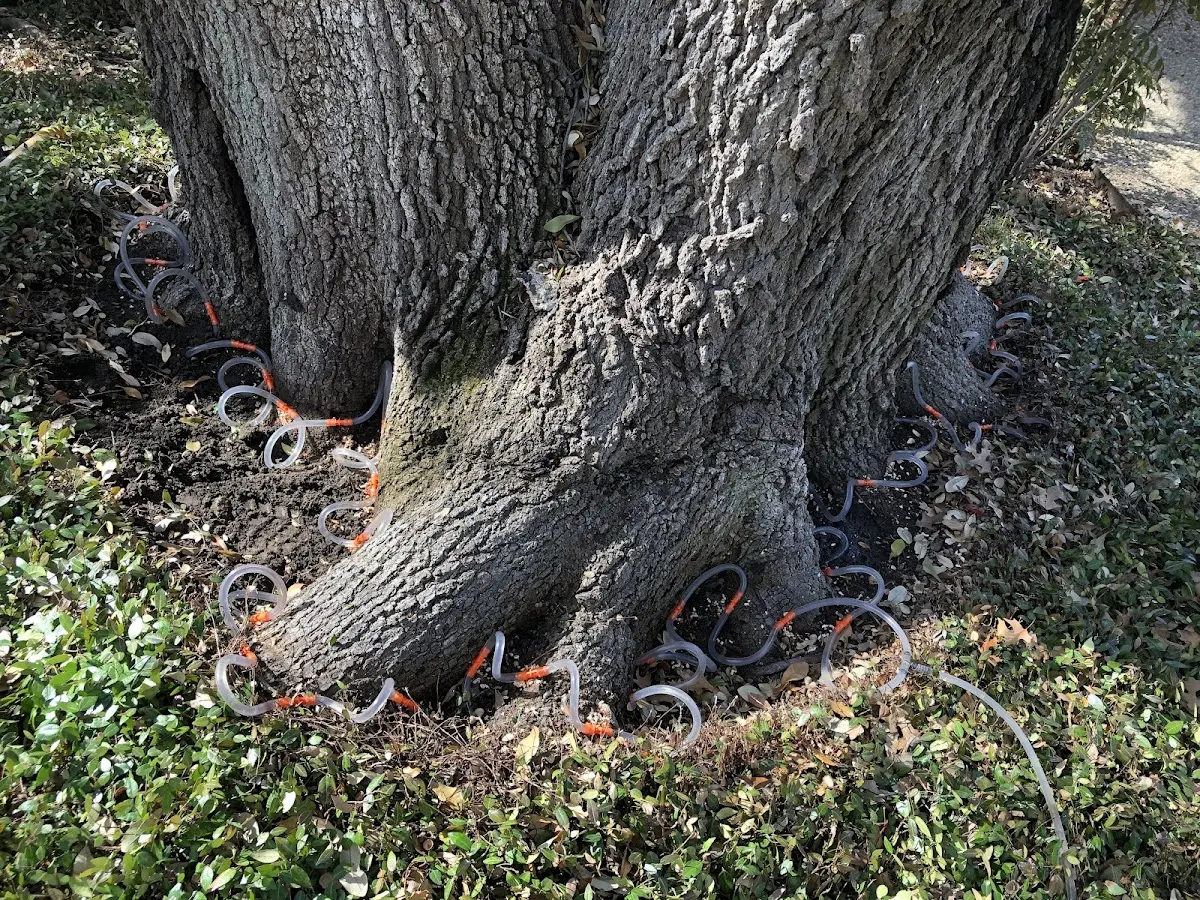 Detailed Tree Cabling and Bracing job site in Chalkyitsik