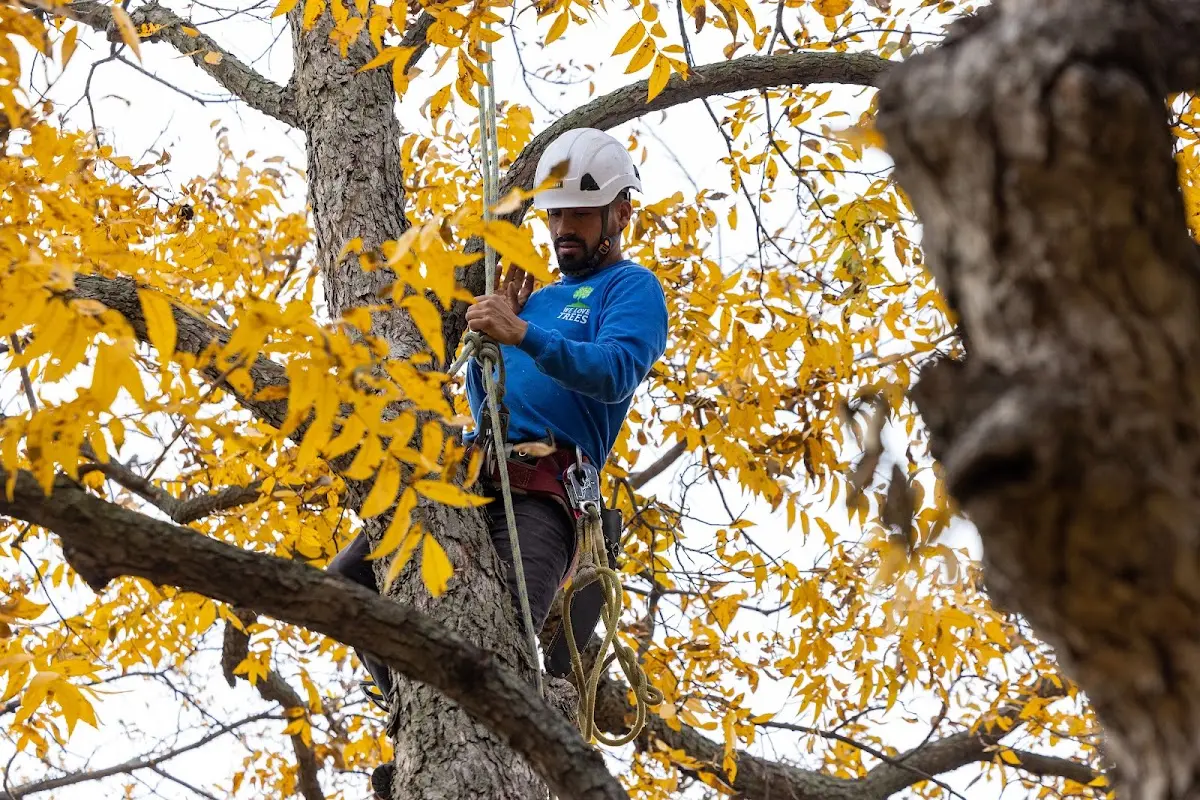 Skilled Tree Pruning crew working in Chalkyitsik